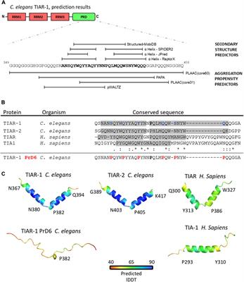 Two predicted α-helices within the prion-like domain of TIAR-1 play a crucial role in its association with stress granules in Caenorhabditis elegans